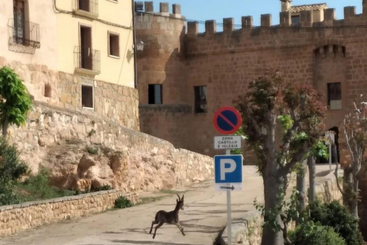 Cabra monteagudo