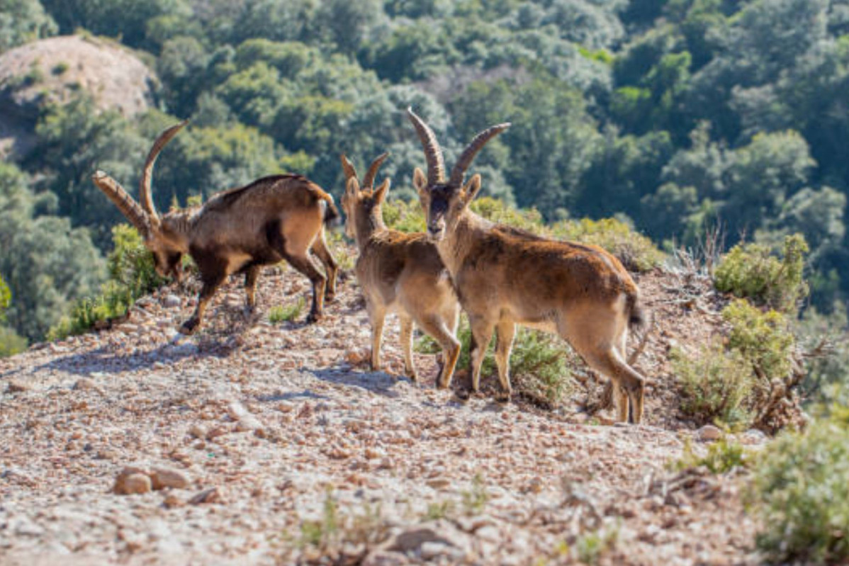 Cabras