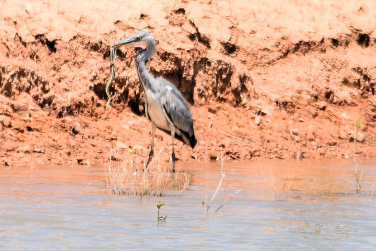 Garza (2)
