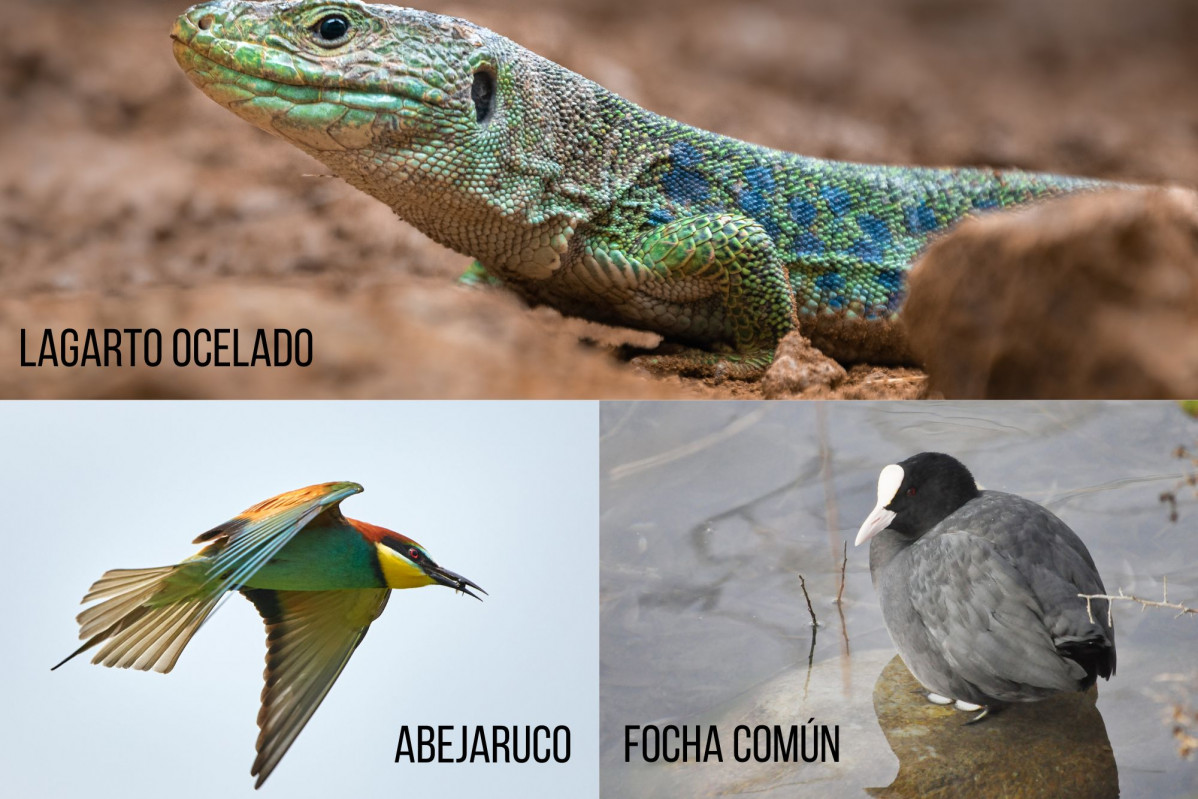 Fotos animales