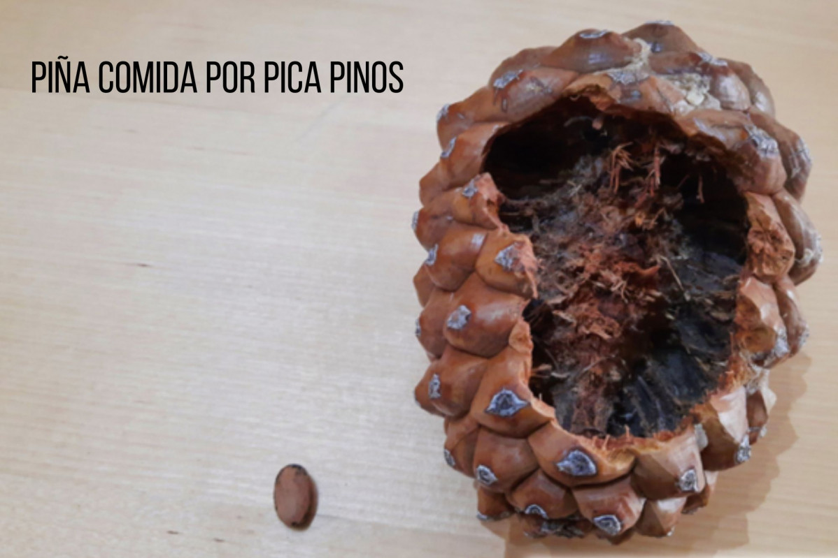 Piu00f1a pica pinos