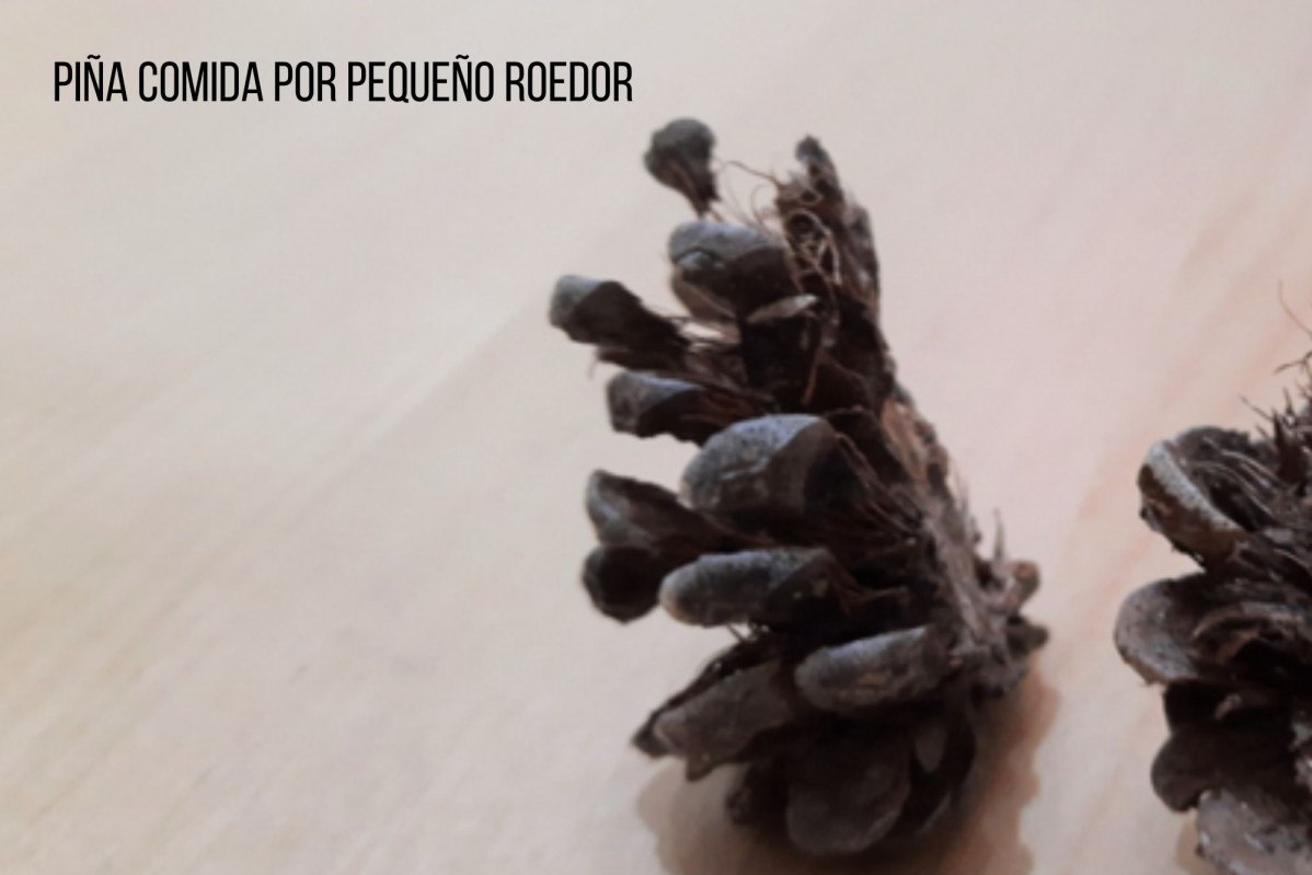 Piu00f1a roedores