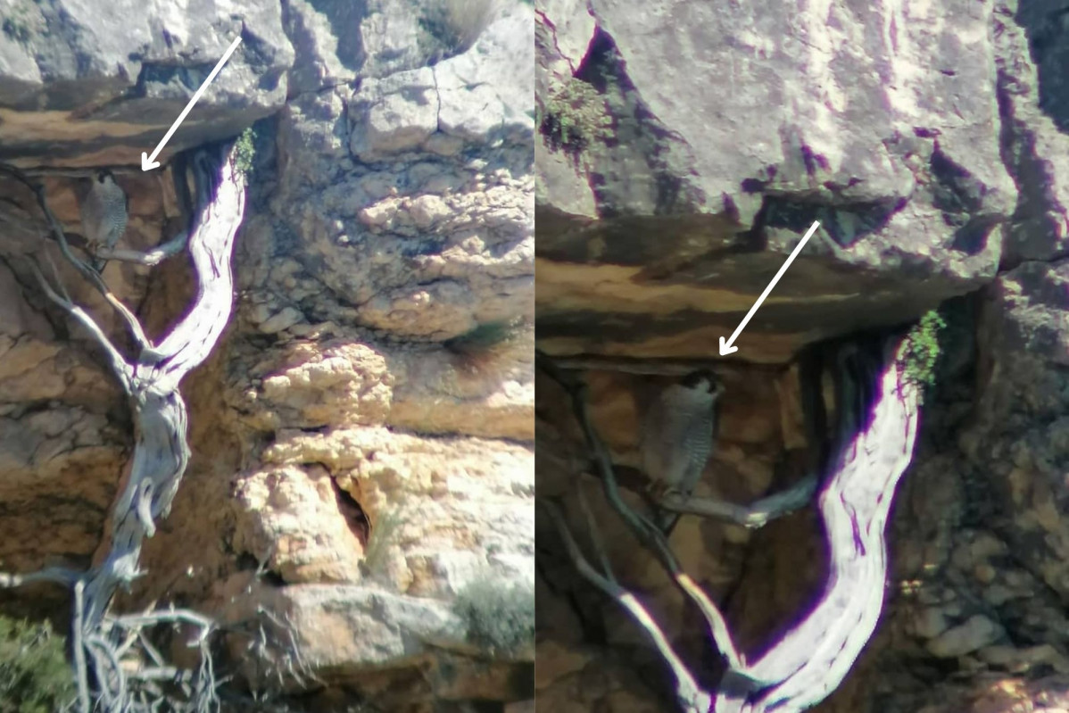 Halcón peregrino