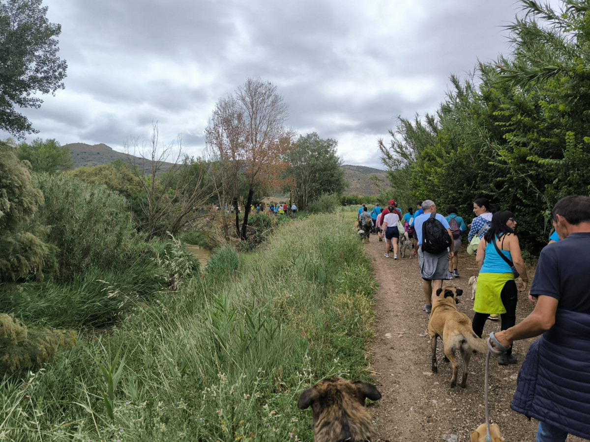 Adiestramiento canino (4)