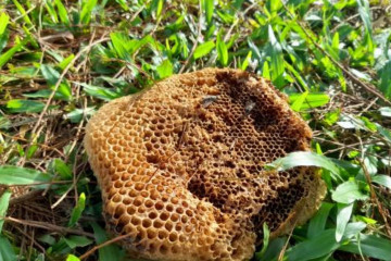 Colmena abejas