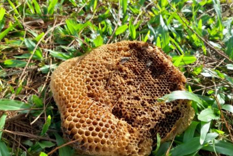 Colmena abejas