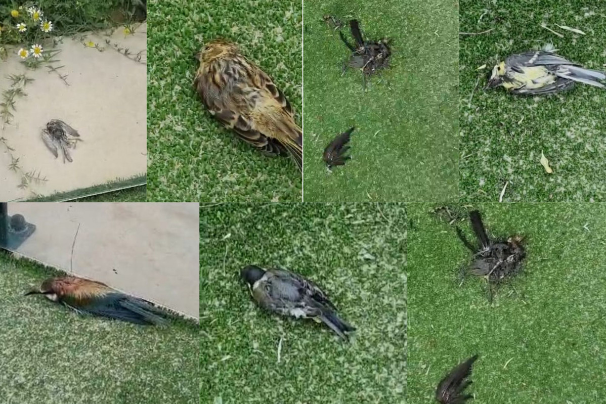 Aves muertas padel alhama de aragu00f3n