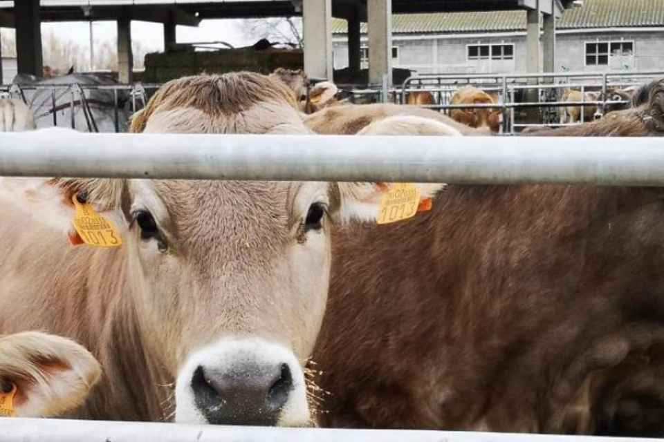 VACAS