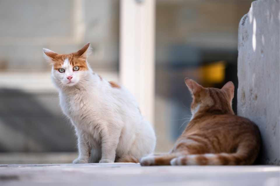 GAtos