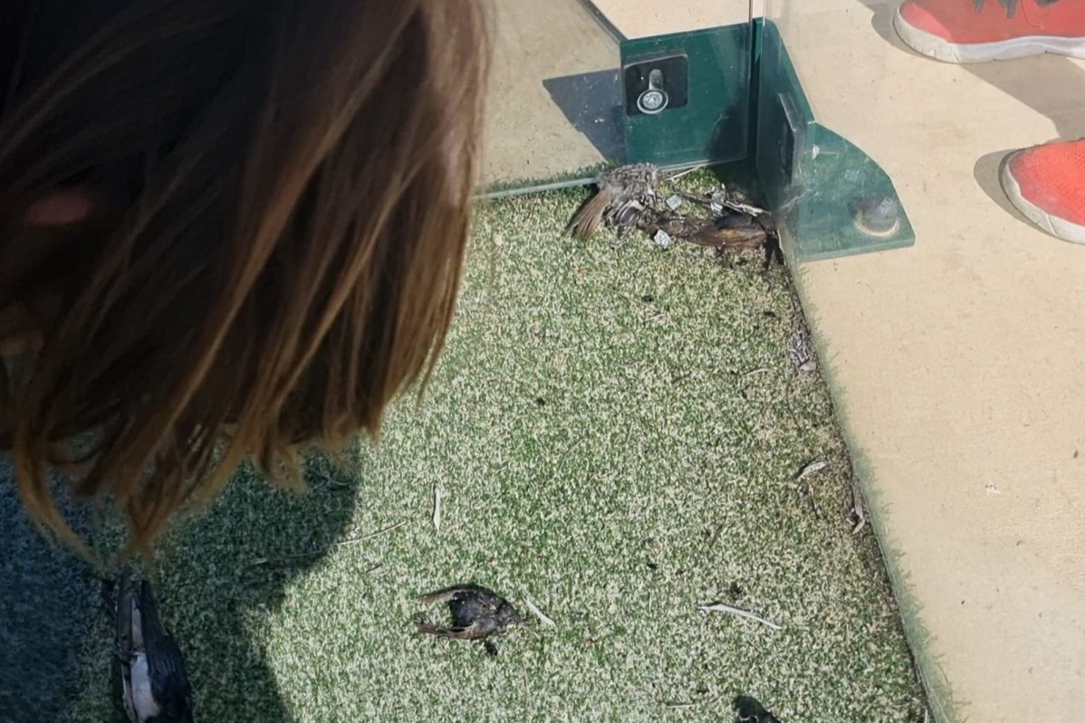 Aves muertas padel