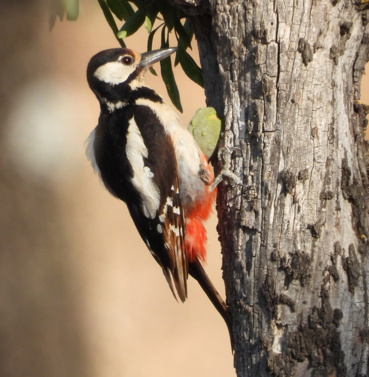 Picapinos hembra
