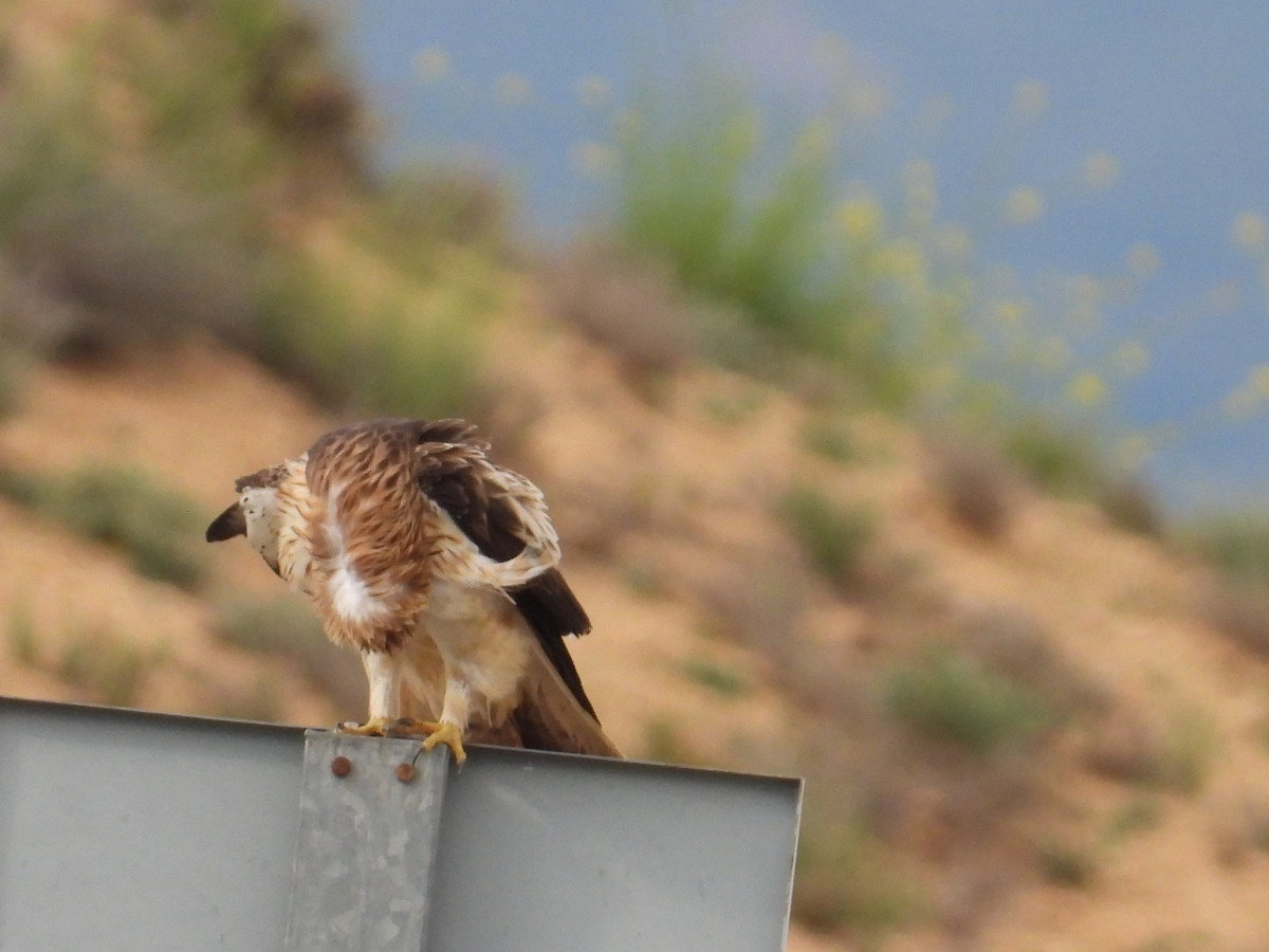Aguila calzada 3