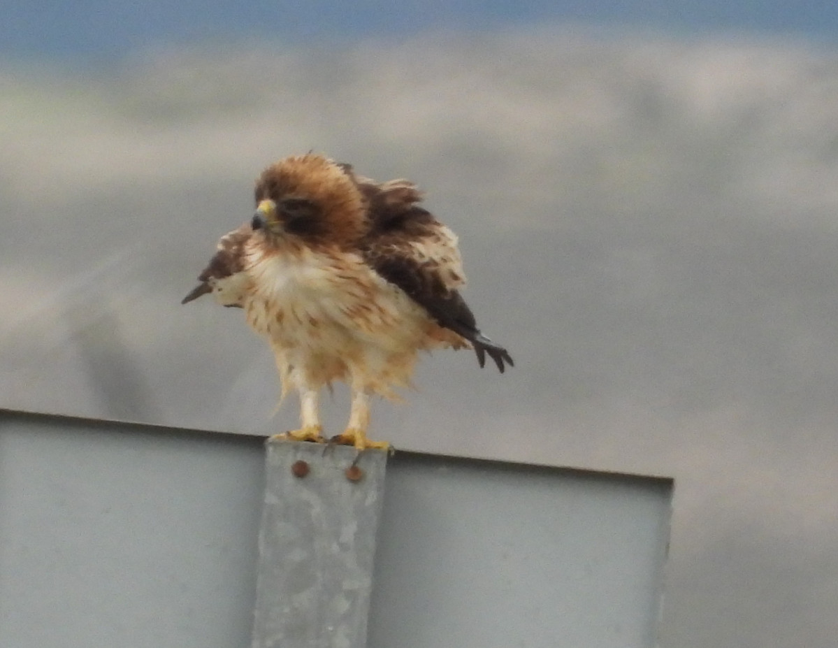 Aguila calzada 2