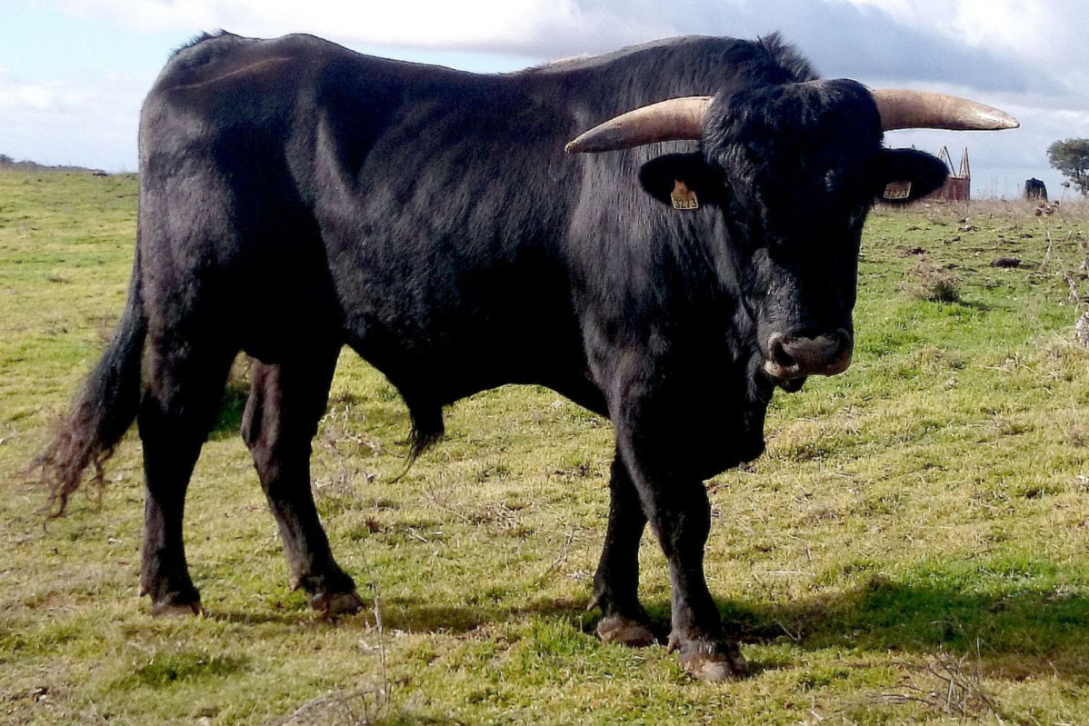 TORO AUTOCTONO CYL