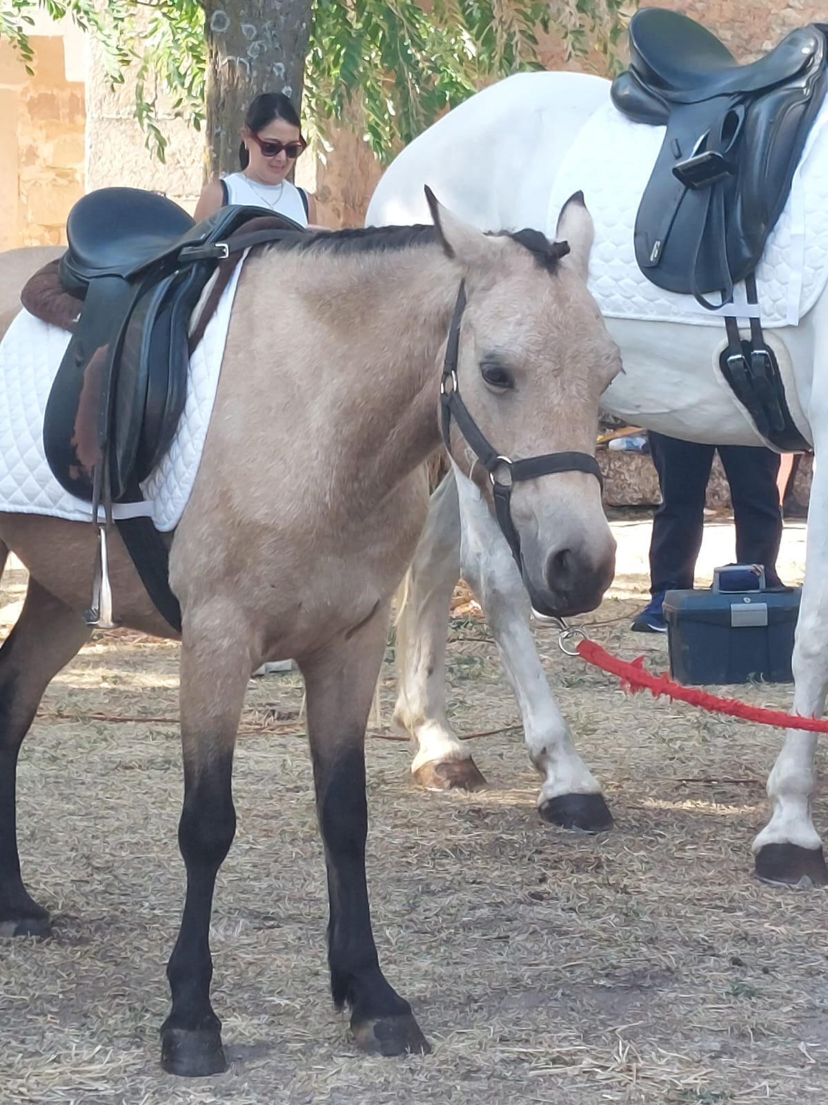 Hipica fiestas medinaceli (1)