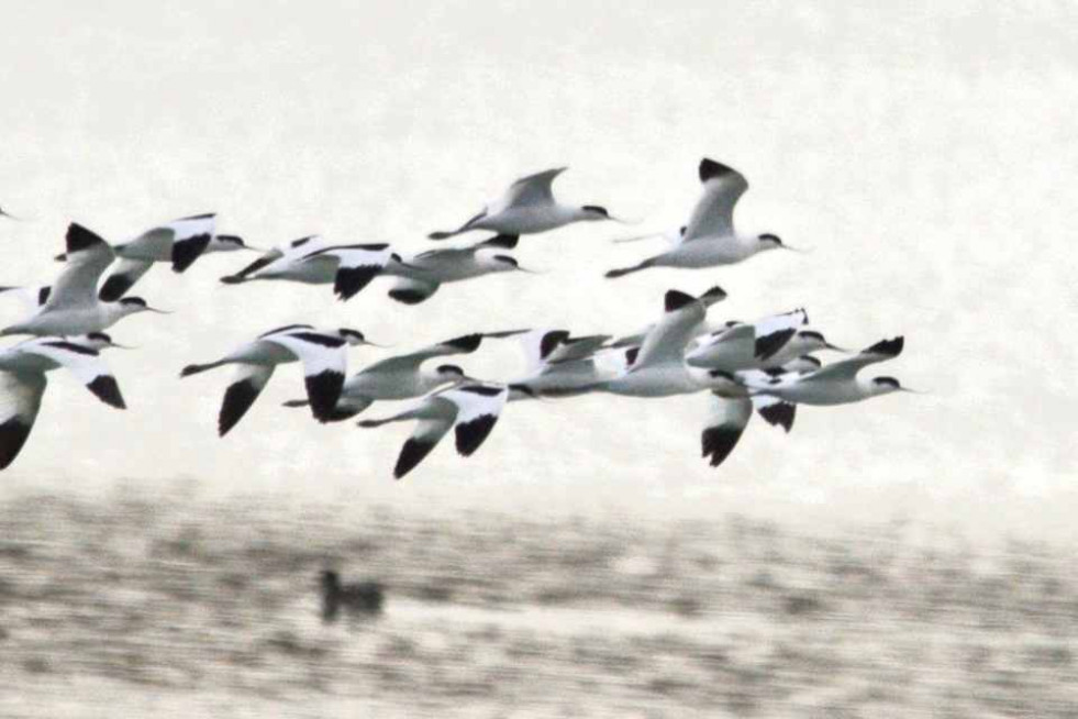 AVOCETA COMÚN