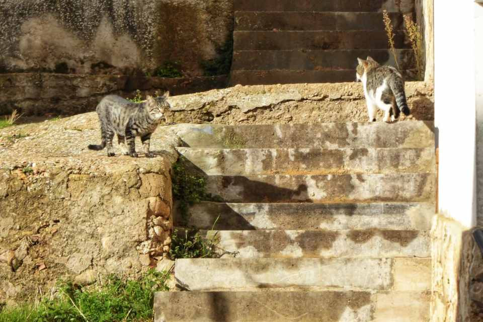 Gatos