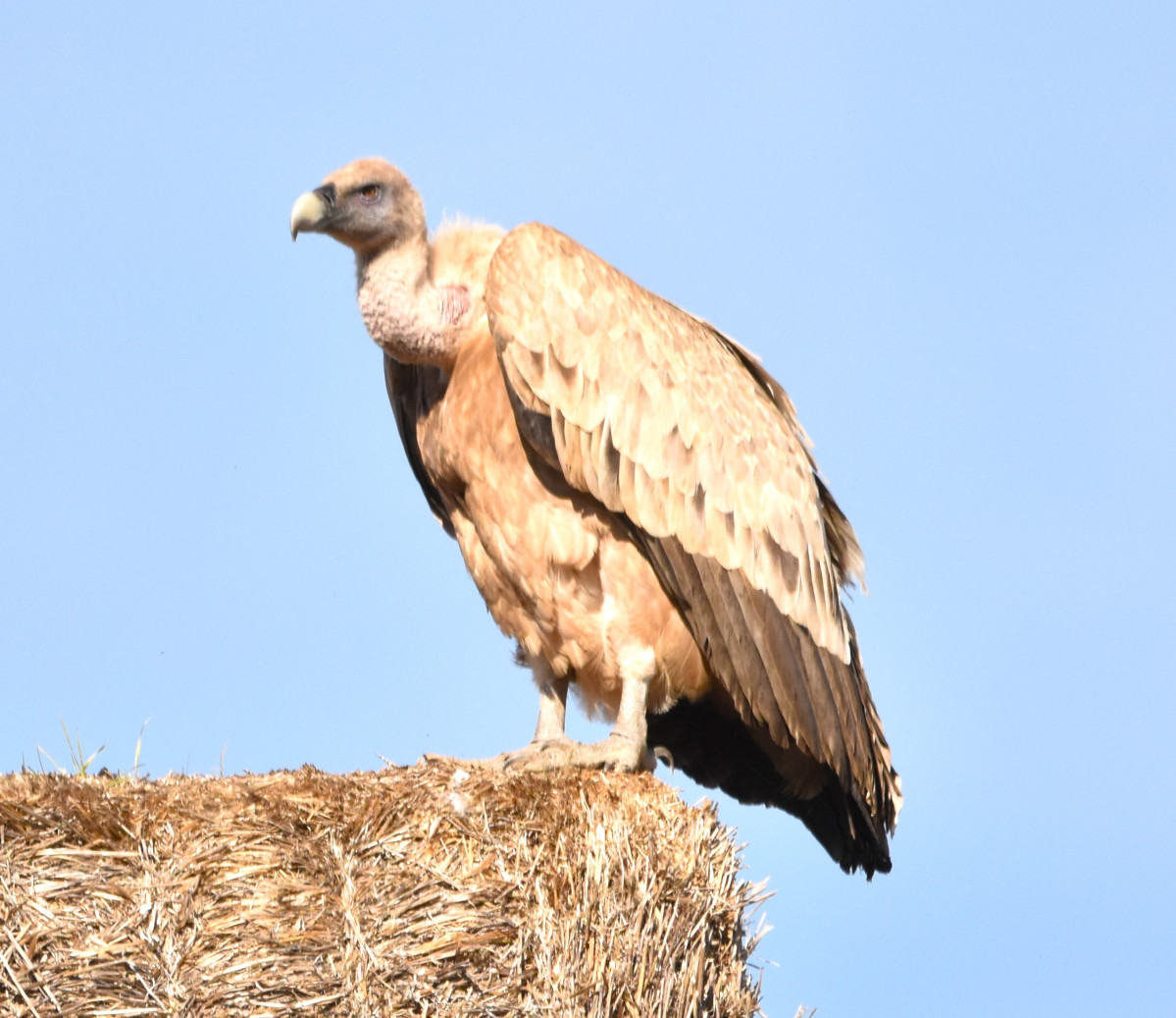 Buitre leonado (3)