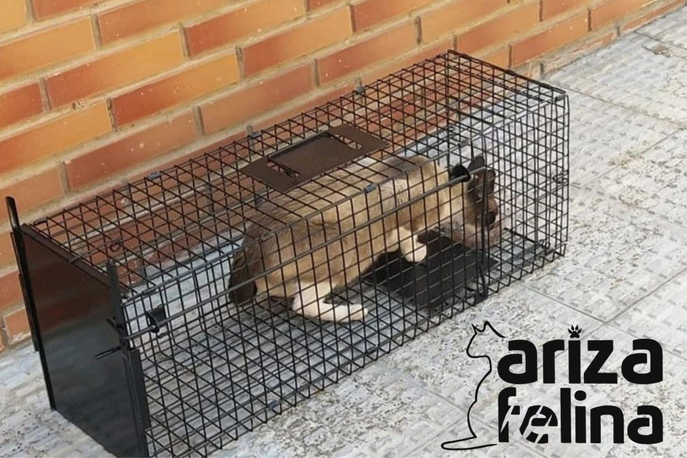 Ariza felina