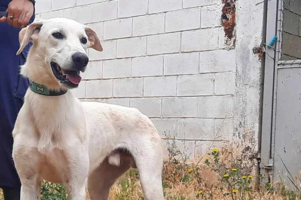 Perro en adopciu00f3n