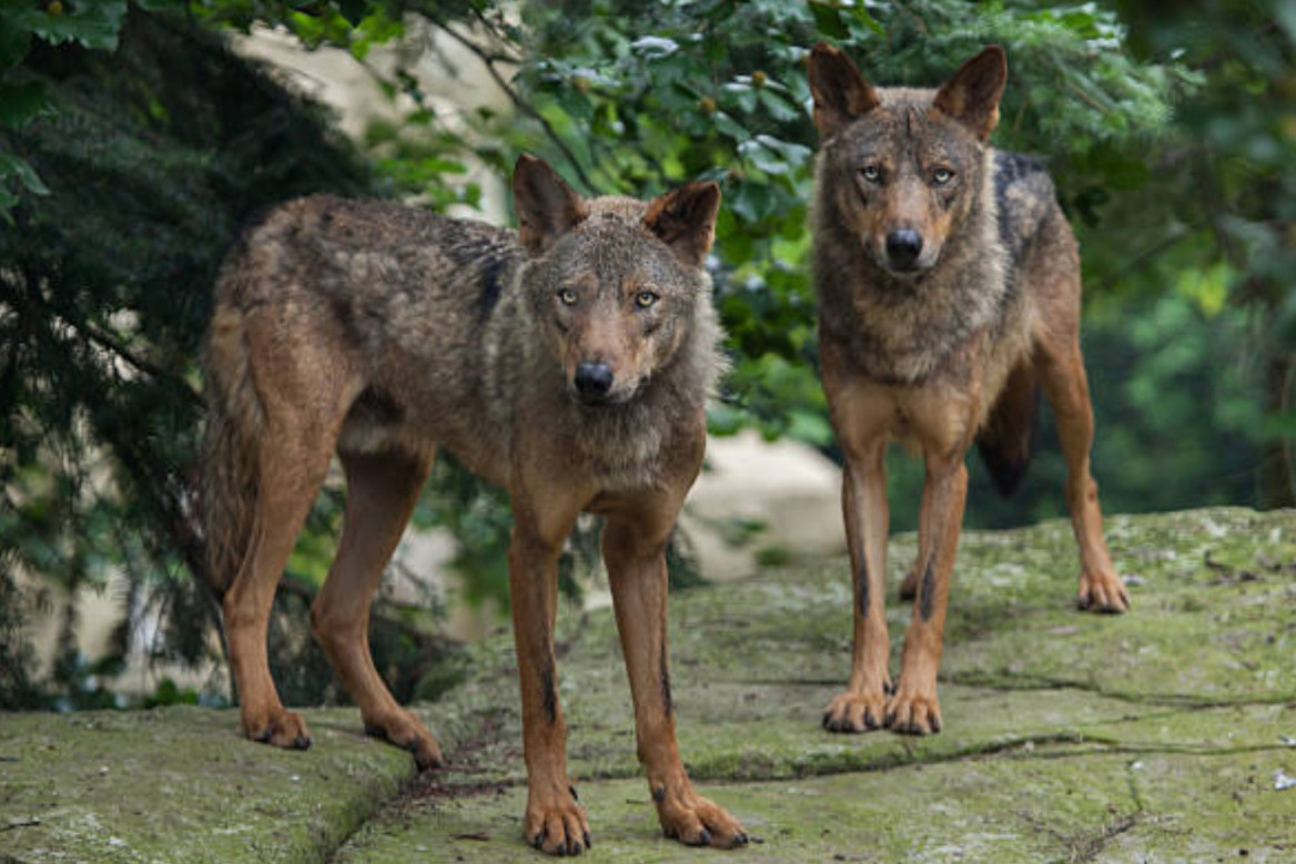 Lobo