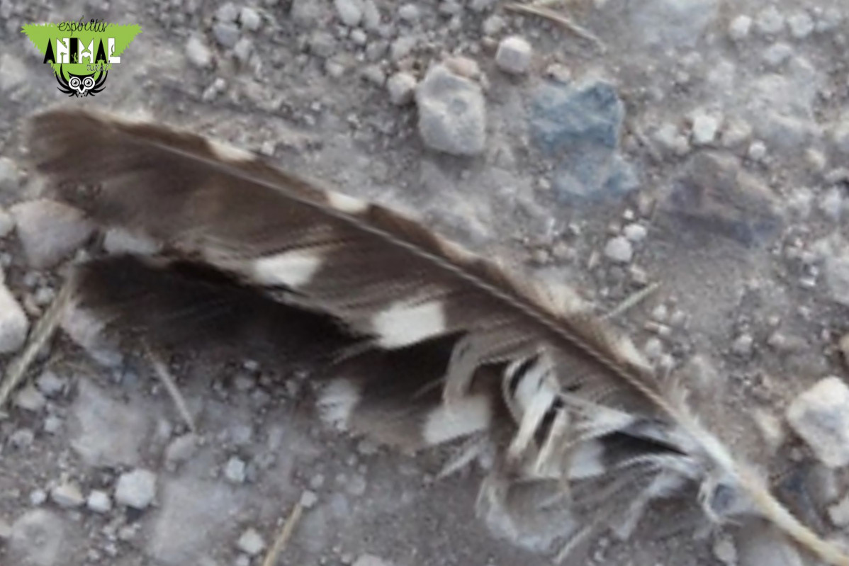 Pluma