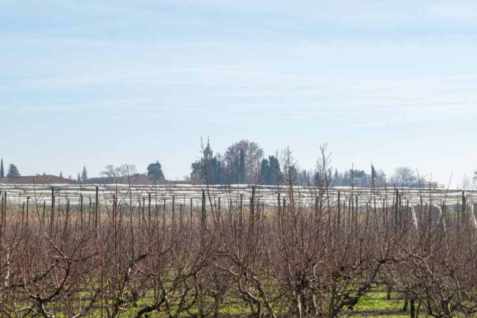 ALMENDROS