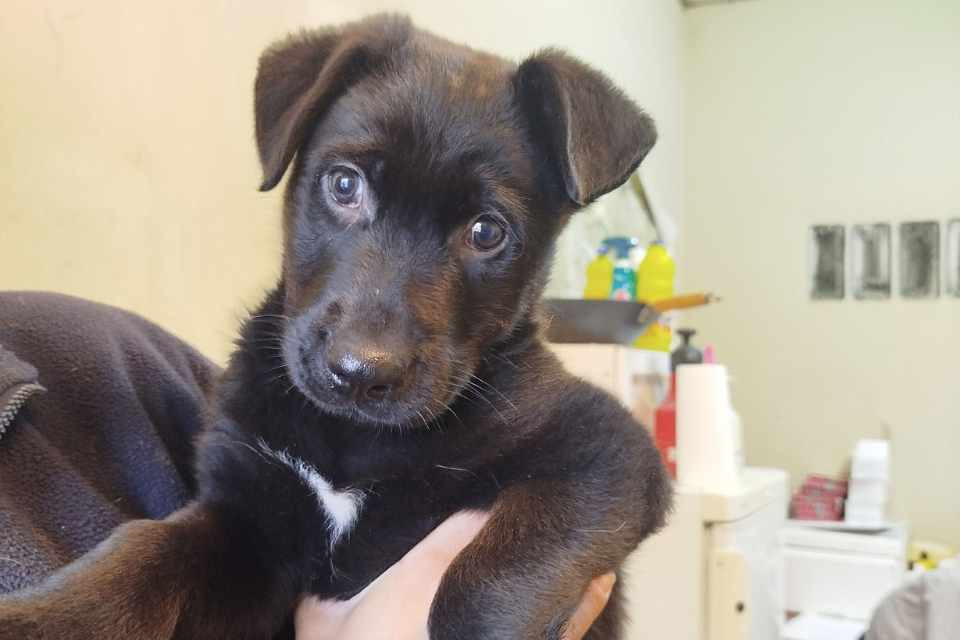 Perro Vito para adoptar
