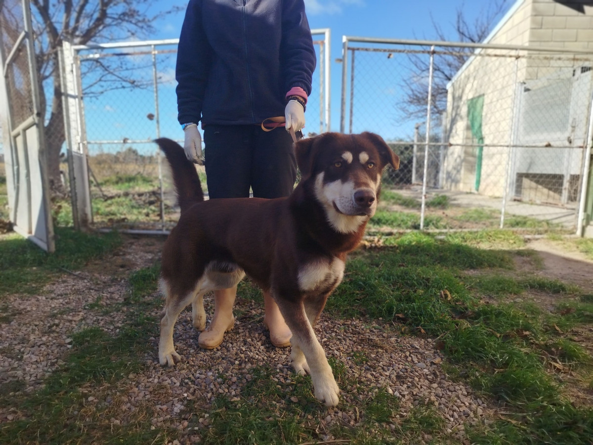 Perro Everest para adoptar
