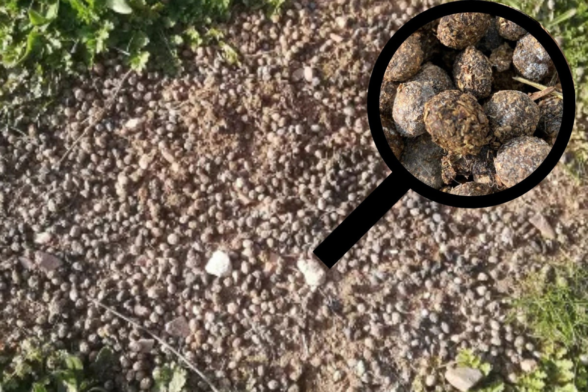 Cuniculus (3)