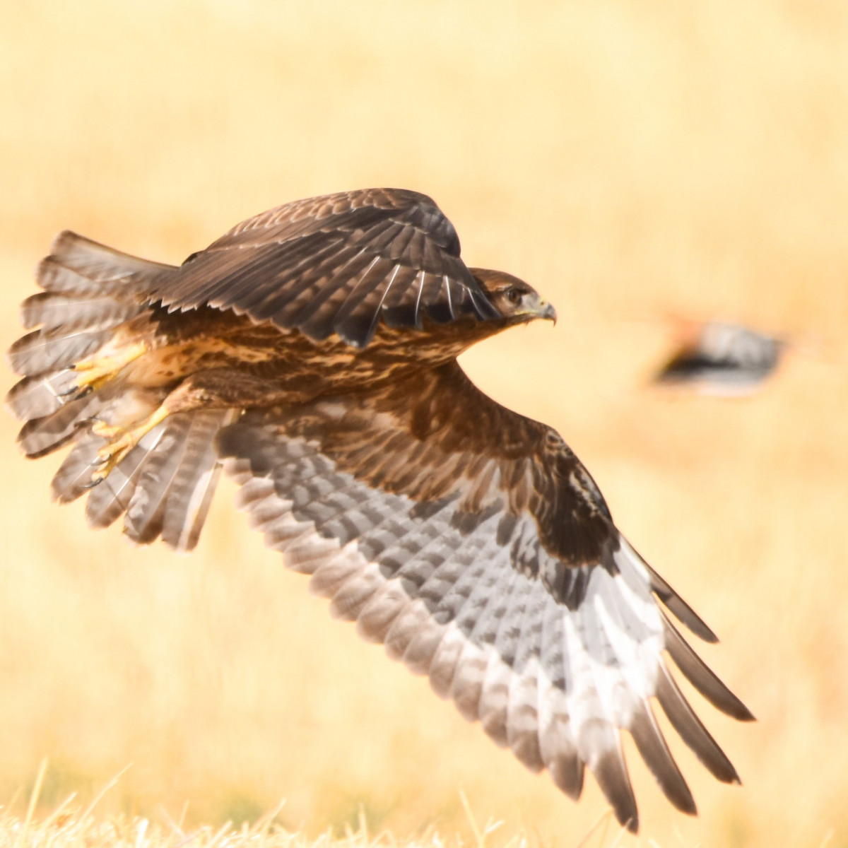 Common buzzard