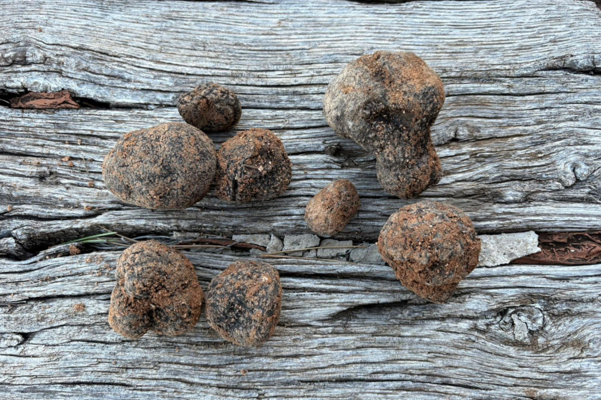 Trufas ariza