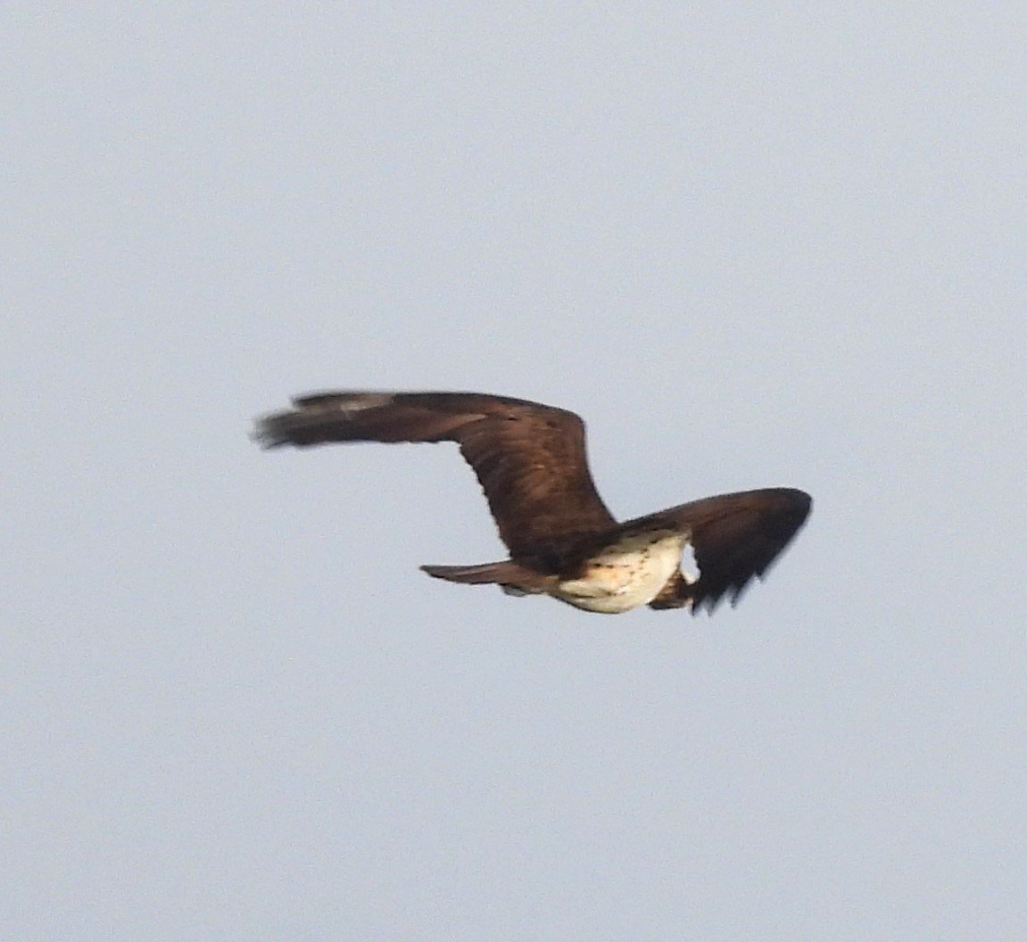 Aguila pescadora 2