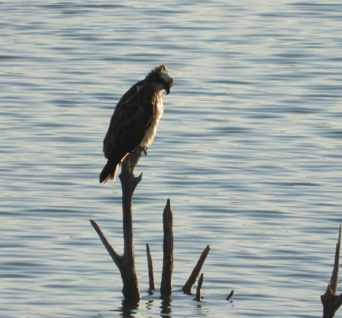 Aguila pescadora 4