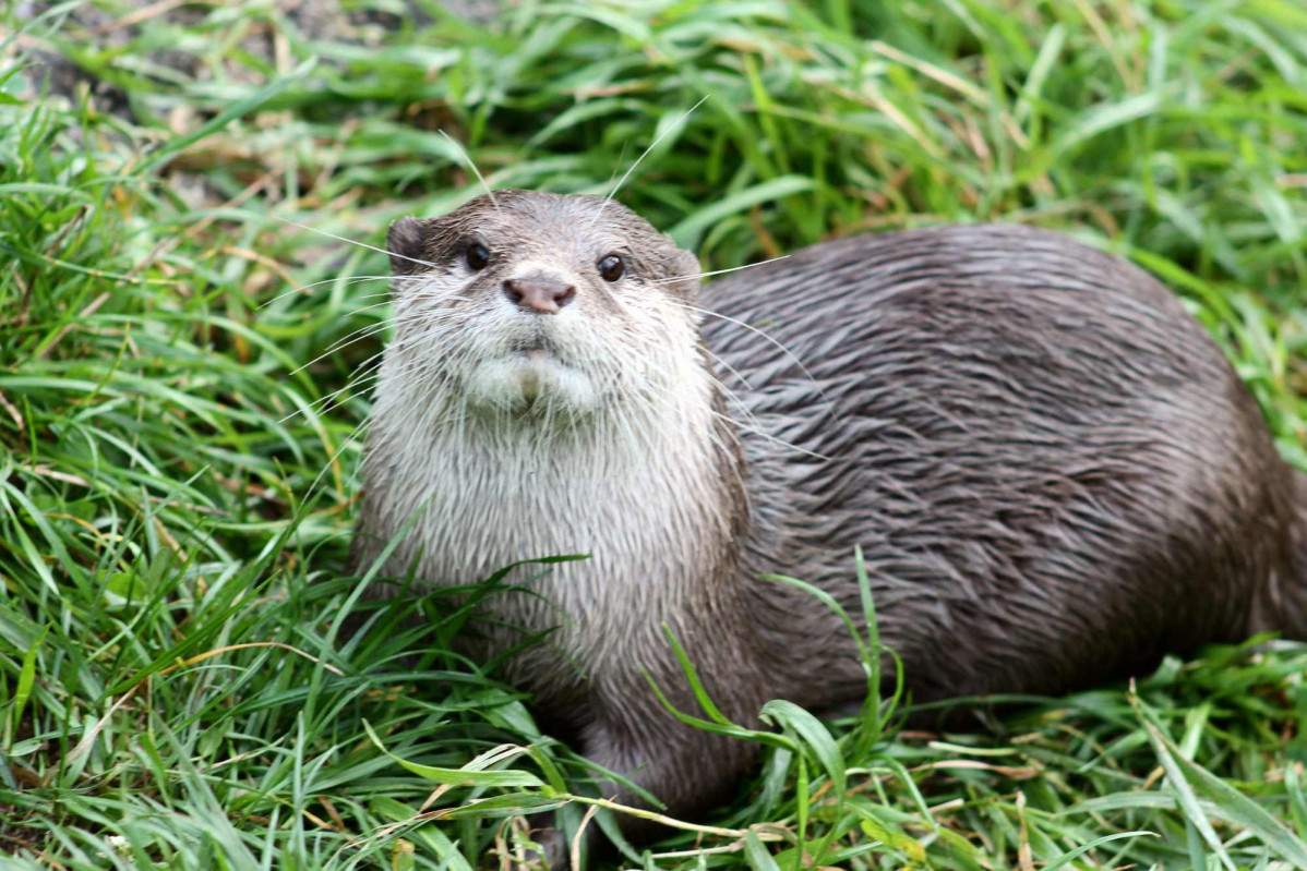 Nutria