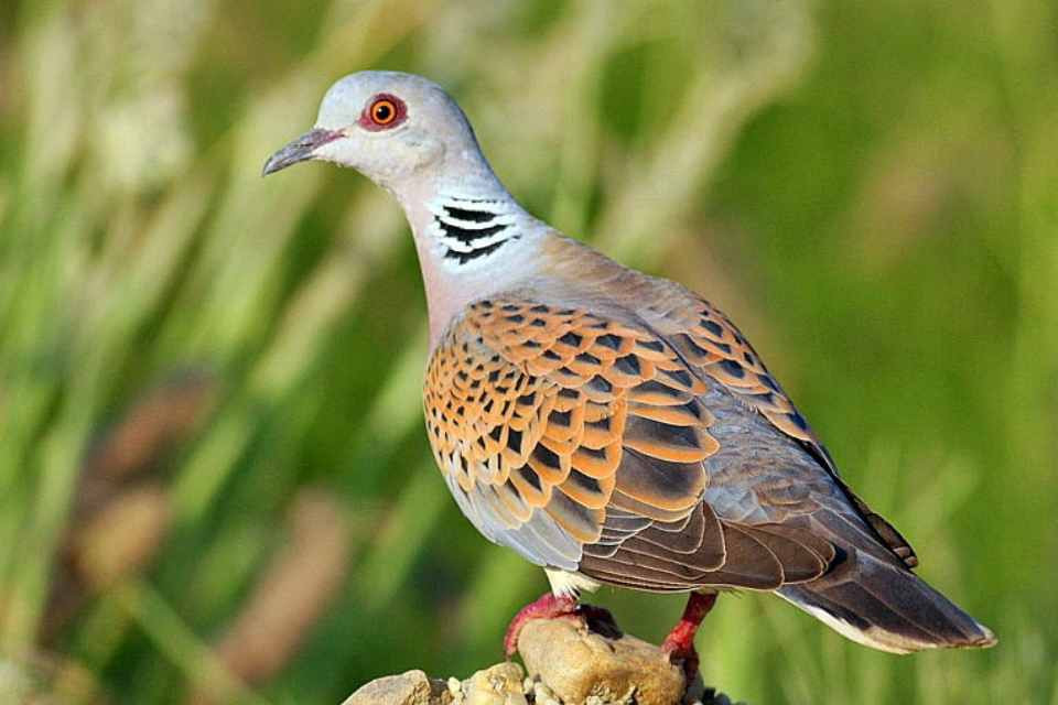 TÓRTOLA EUROPEA