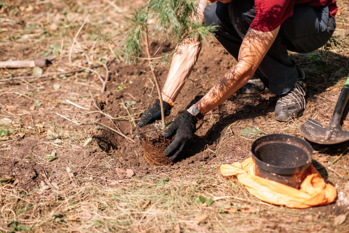 Reforestacion plantacion pinos valtorres