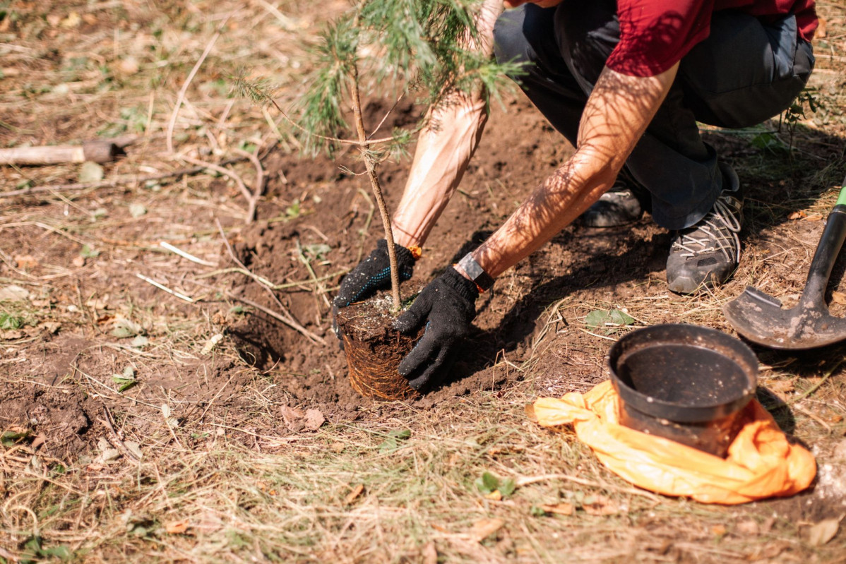 Reforestacion plantacion pinos valtorres