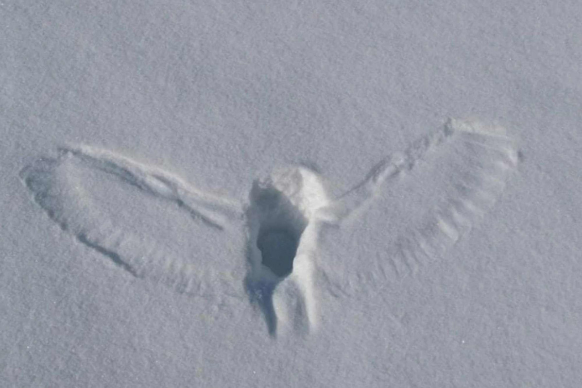 Silueta nieve