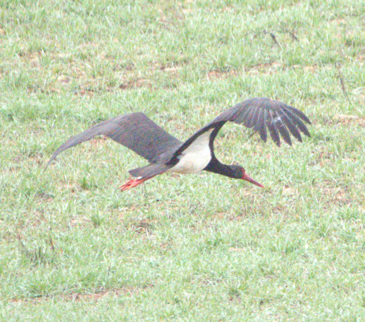 Cigu00fceu00f1a negra (2)