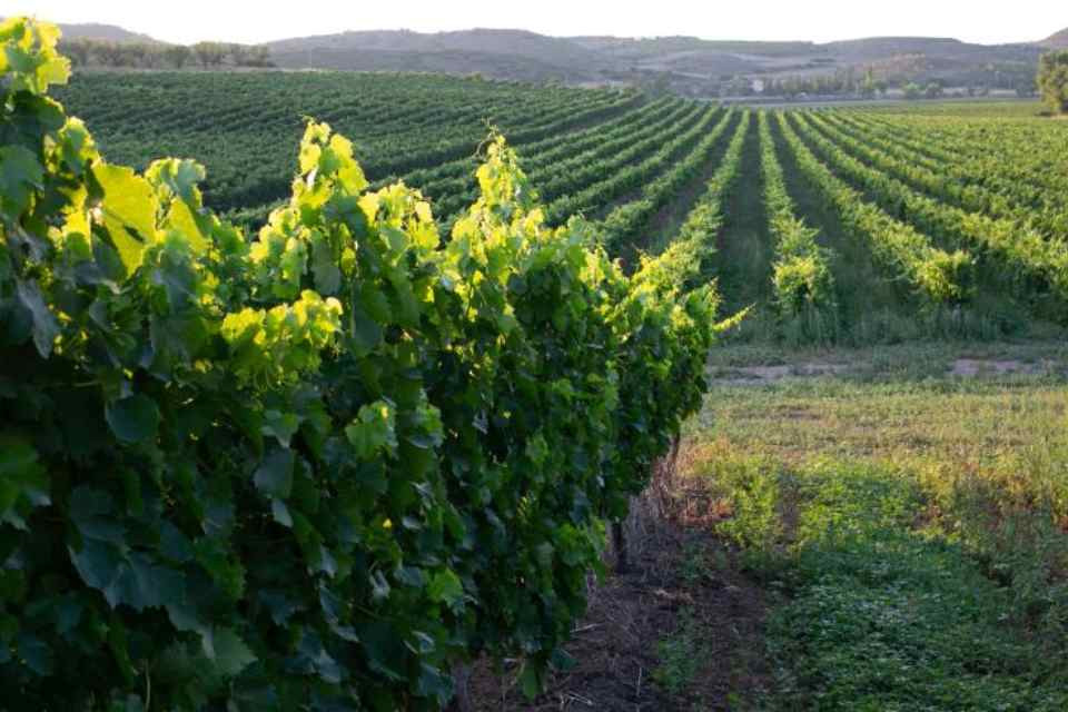 VIÑEDOS