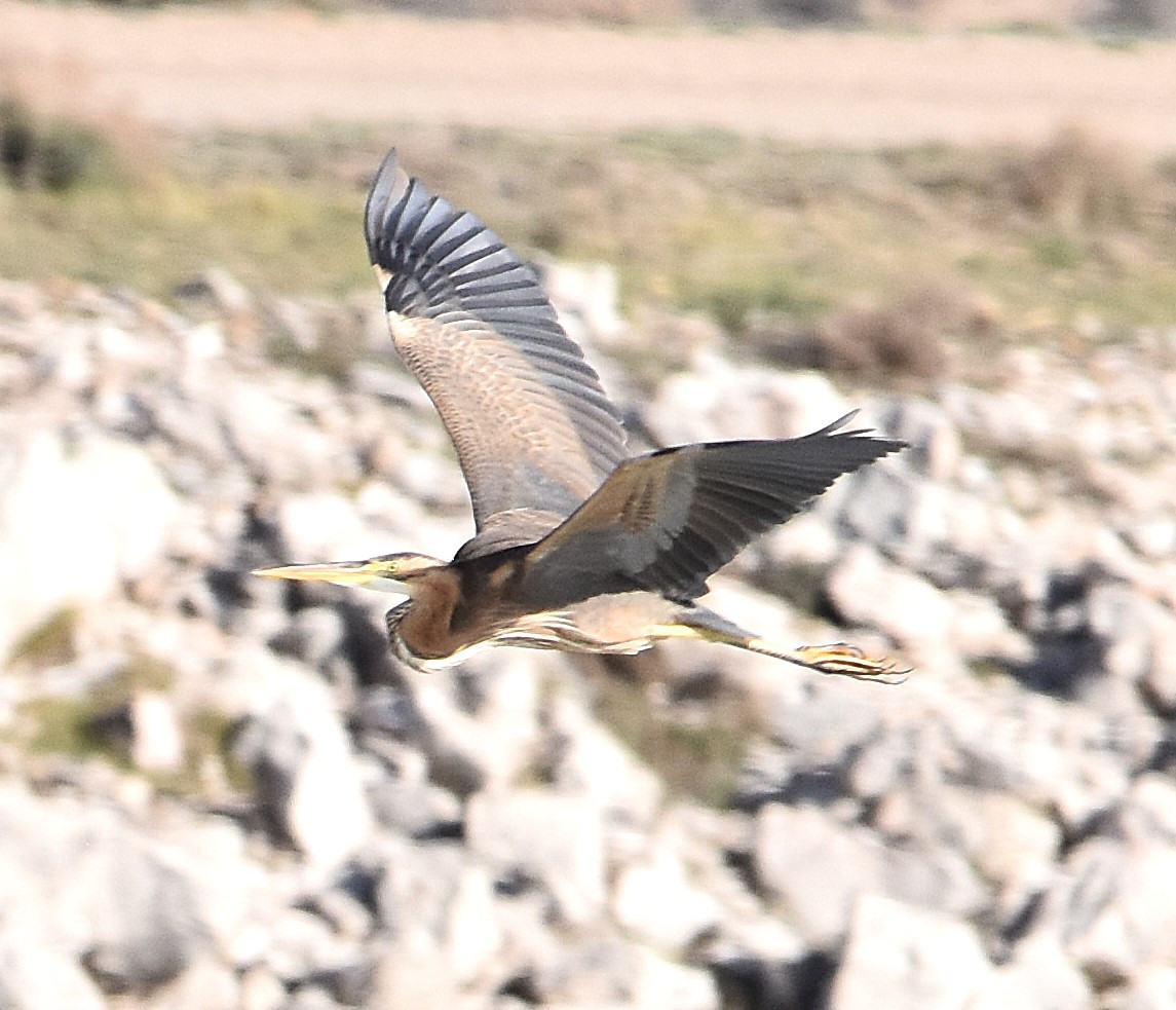 Garza imperial en vuelo