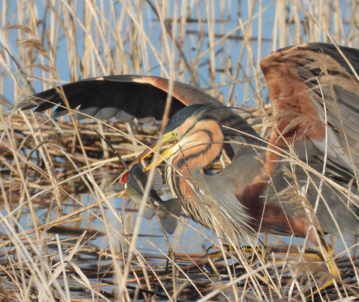 Garza imperial de pesca