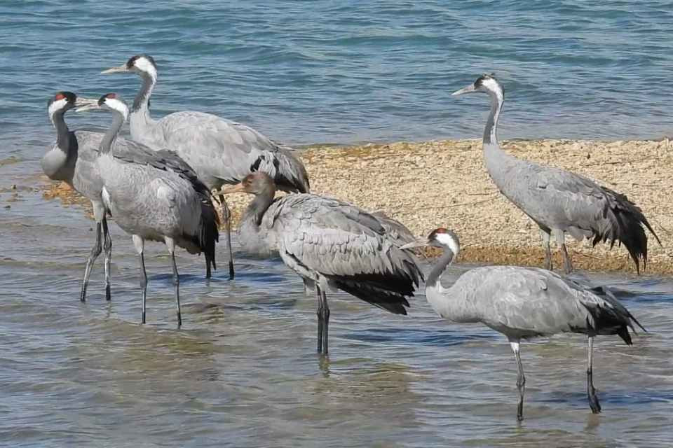 GRULLAS MONTEAGUDO