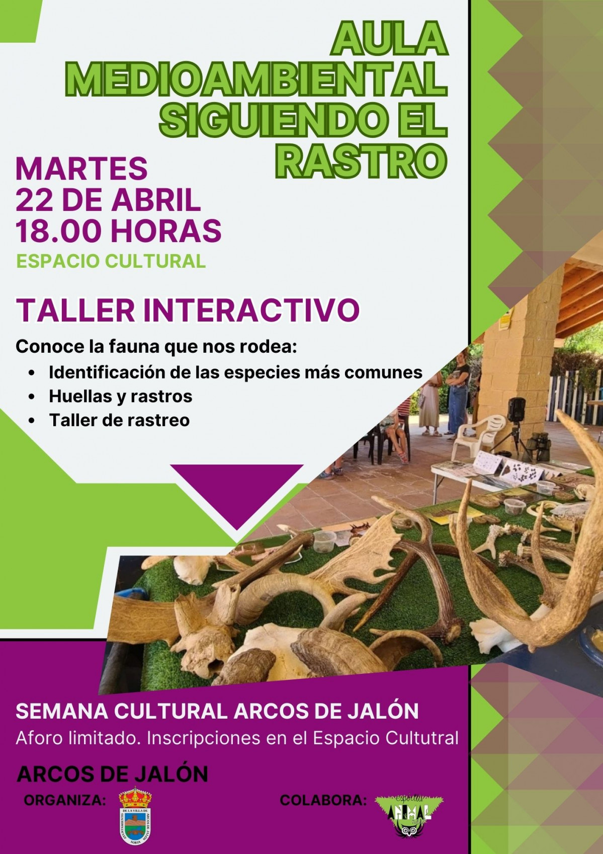 Taller con aves rapaces