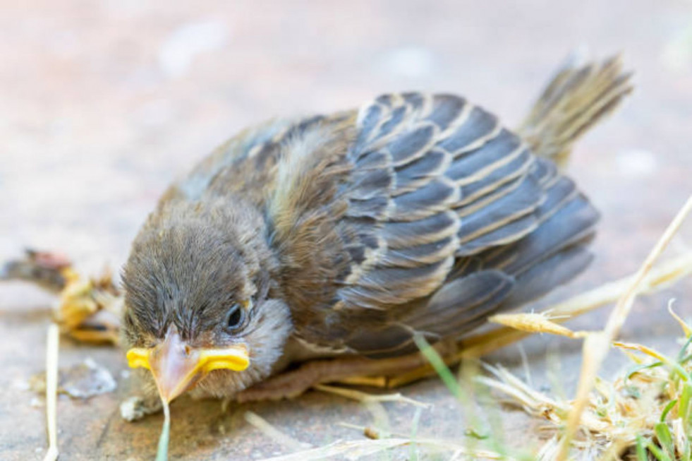 Que hacer si encuentro un pollito en el suelo