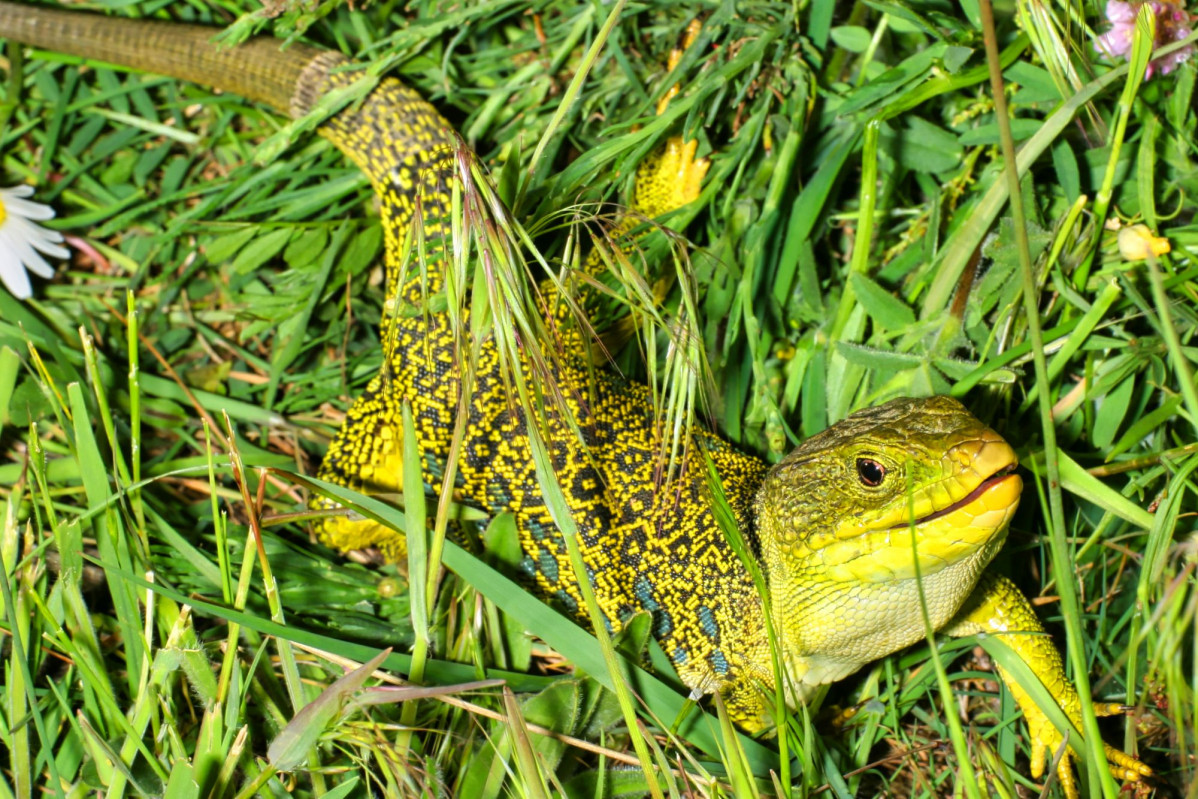 Lagarto ocelado