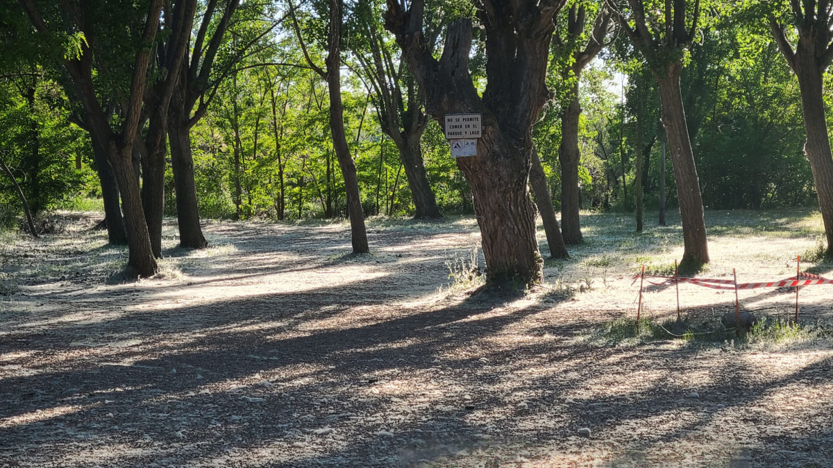 Vilanos chopos alergias