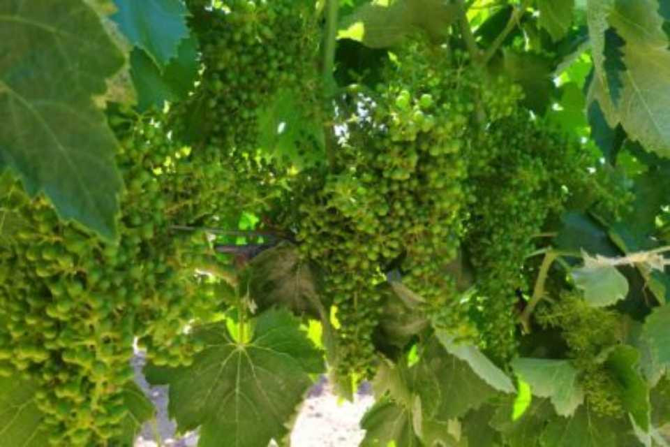 Vendimia en verde
