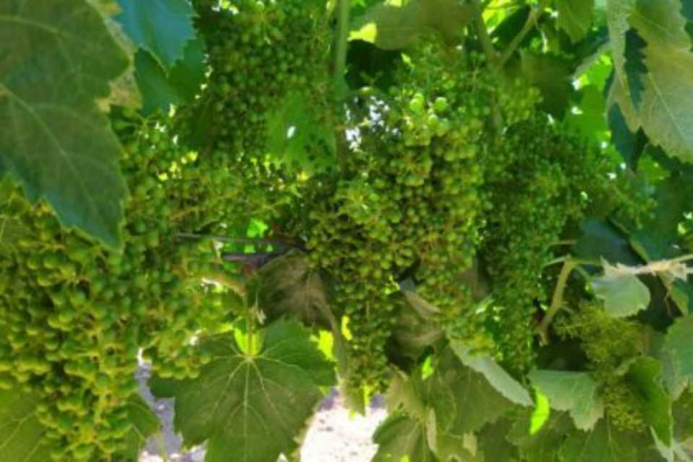 Vendimia en verde